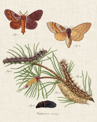 Picture of LIFE CYCLE OF A MOTH II
