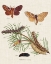 Picture of LIFE CYCLE OF A MOTH II