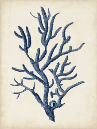 Picture of INDIGO CORAL IV