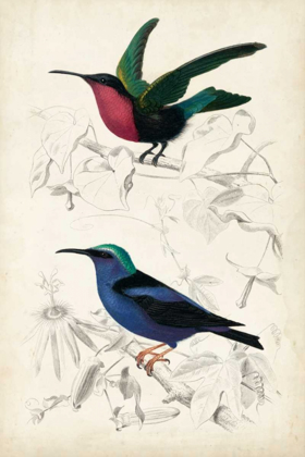 Picture of DORBIGNY BIRDS I