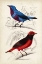 Picture of DORBIGNY BIRDS II