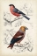 Picture of D ORBIGNY BIRDS IV