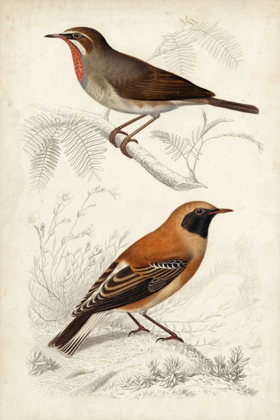 Picture of D ORBIGNY BIRDS VI