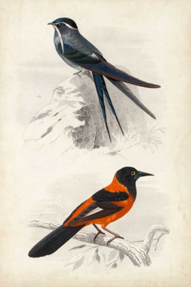 Picture of DORBIGNY BIRDS VII