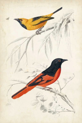 Picture of DORBIGNY BIRDS VIII