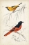Picture of DORBIGNY BIRDS VIII