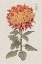 Picture of VIBRANT MUMS III
