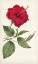 Picture of CURTIS GARDEN BEAUTIES III