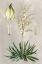 Picture of TROPICAL VARIETIES I