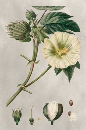 Picture of TROPICAL VARIETIES II