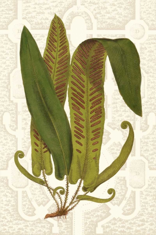 Picture of GARDEN FERNS I