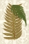 Picture of GARDEN FERNS II