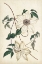 Picture of IVORY GARDEN II