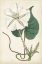 Picture of IVORY GARDEN III