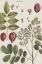 Picture of EXOTIC BOTANIQUE I