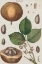 Picture of EXOTIC BOTANIQUE III