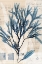 Picture of SEAWEED ARRANGEMENT I
