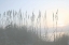 Picture of MORNING WHISPER I