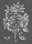 Picture of GRAPHIC FOLIAGE VI