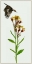 Picture of TEPHROSERIS FLAMMEA I