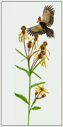 Picture of TEPHROSERIS FLAMMEA II