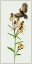 Picture of TEPHROSERIS FLAMMEA II