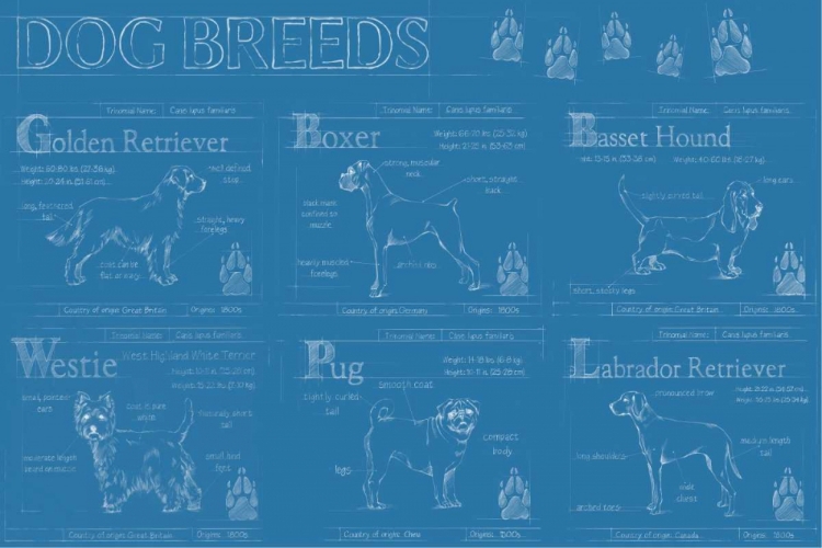 Picture of DOG BREEDS INFOGRAPH