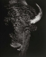 Picture of BLACK GLIMPSE I
