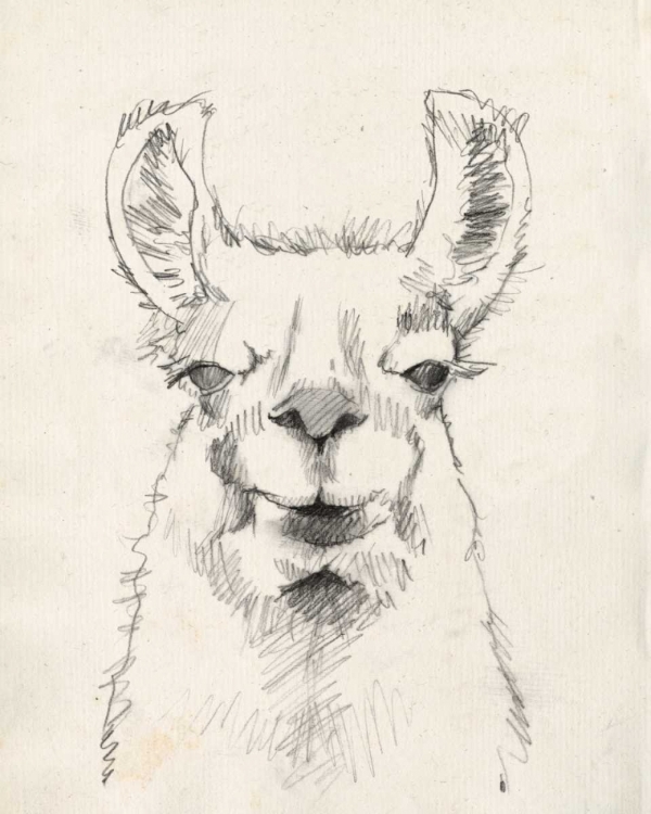 Picture of LLAMA PORTRAIT II