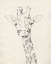 Picture of GIRAFFE PORTRAIT II