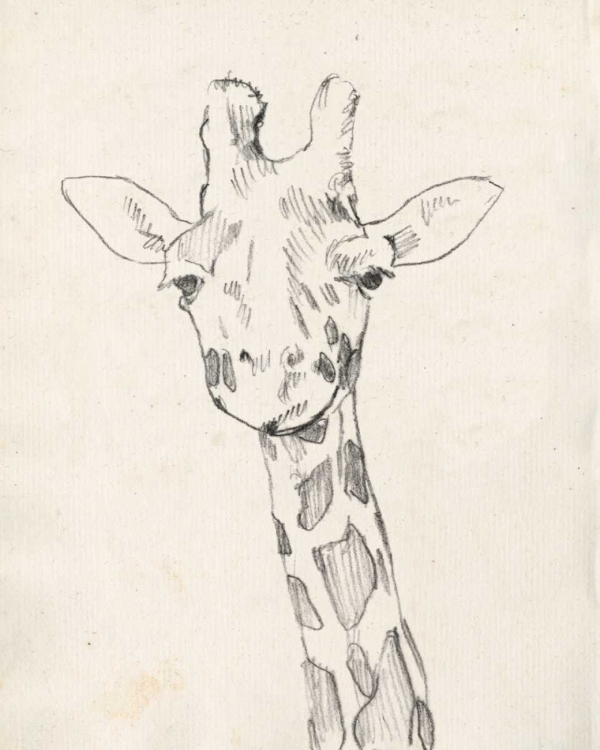 Picture of GIRAFFE PORTRAIT II