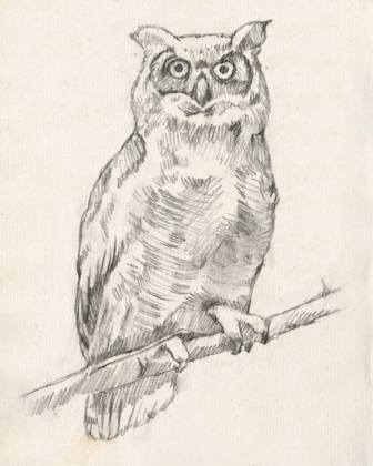 Picture of OWL PORTRAIT I