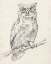Picture of OWL PORTRAIT I