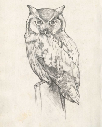 Picture of OWL PORTRAIT II