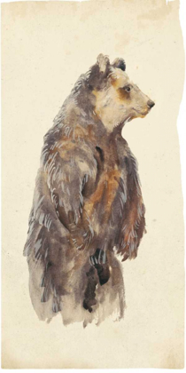 Picture of BROWN BEAR STARE II
