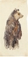 Picture of BROWN BEAR STARE II