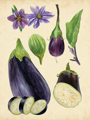 Picture of AUBERGINE STUDY I