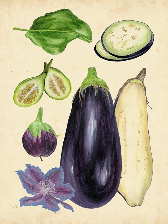 Picture of AUBERGINE STUDY II