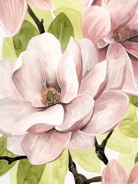 Picture of BLUSH MAGNOLIA II