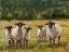 Picture of SHEEP FAMILY I