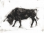 Picture of TORO I