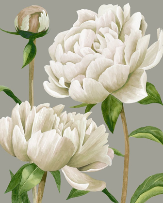 Picture of WHITE PEONIES I