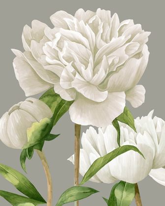 Picture of WHITE PEONIES II
