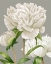 Picture of WHITE PEONIES II