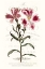 Picture of FLOWER GARDEN VARIETALS II