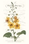Picture of FLOWER GARDEN VARIETALS V