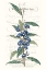 Picture of FLOWER GARDEN VARIETALS VI