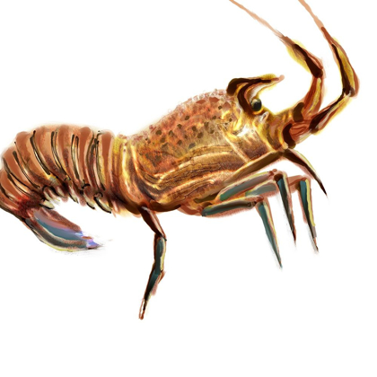 Picture of ILLUSTRATED LOBSTER II
