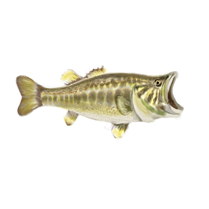 Picture of ILLUSTRATED BASS