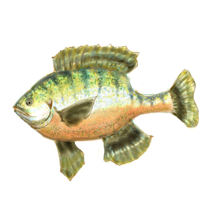 Picture of ILLUSTRATED BLUEGILL